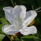 White Azalea